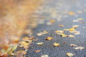 Autumn backgroun rain in the park