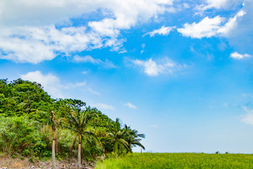 Fototapeta premium 沖縄石垣島の草原