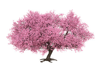 Fototapeta premium 3D Rendering Pink Blooming Sakura Tree on White
