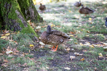 Kaczka w Łazienkach Królewskich w Warszawie, Polska © ankir86