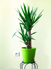 Yucca en pot dans la pièce