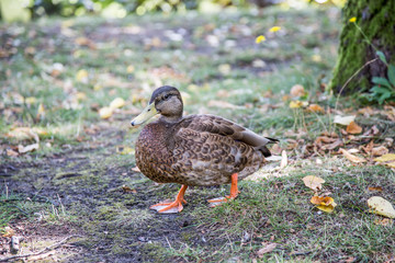 Kaczka w Łazienkach Królewskich w Warszawie, Polska © ankir86