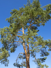 Au sommet de haut pin sylvestre d'Europe (Pinus sylvestris) ou pin du Nord sous le ciel bleu.