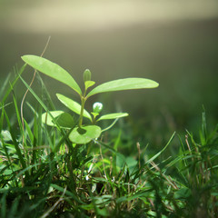 Fototapeta na wymiar closeup small tree sprout