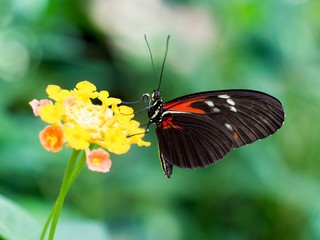 Heliconius Schmetterling