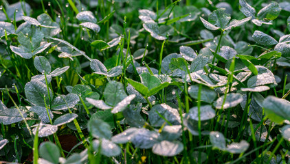 Wiesenklee mit Morgentau