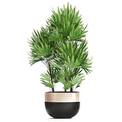 Rhapis palms in pots	