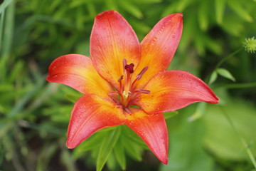 Lily after Rain