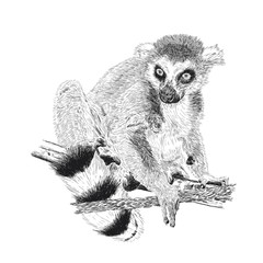 Hand drawn and sketched animal Lemur catta - obrazy, fototapety, plakaty