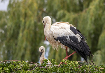 Cigogne blanche et cigogneau  - Ciconia ciconia - au nid