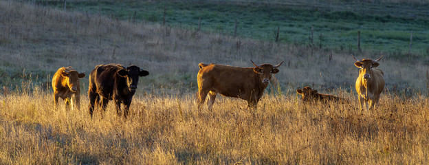 young cattle in the pasture