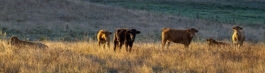 young cattle in the pasture-panorama