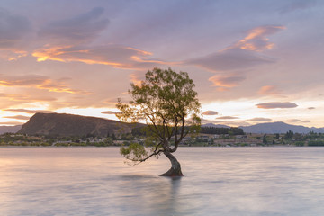 Wanaka tree in water lake with beauty of after sunset sky, natural landscape background