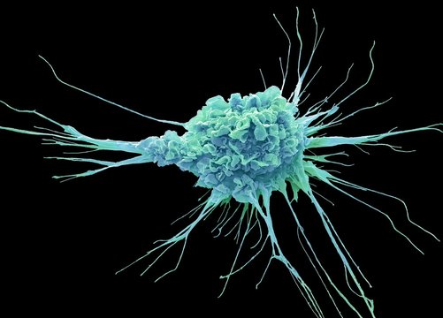 Dendritic cell, SEM