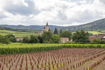 Fototapeta na wymiar Hunawihr. Les vignobles et le village. Haut-Rhin. Alsace