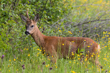 roe deer with one horn