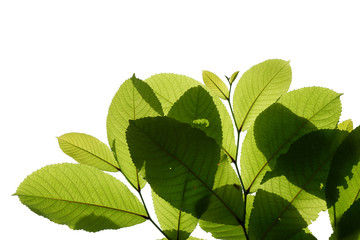 tree branch isolated