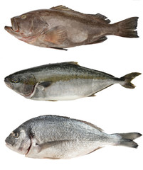 Fresh sea fish set. Grouper, Tuna, Dorado isolated on white