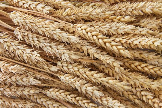 Ears of wheat full frame