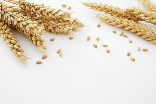 Wheat