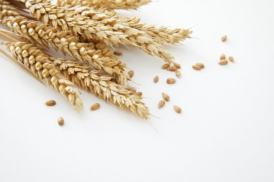 Wheat