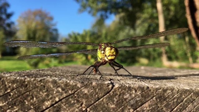 Libellule, insecte, nature