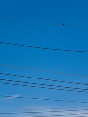 bird on electricity cable