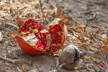 Ripe open pomegranate lying on the ground among dry grass