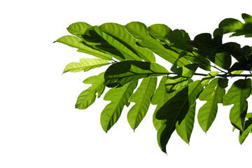 tree branch isolated