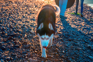 Dog loves life. Husky dog sneaks up on you looking at camera. Siberian husky runs crouching down with his head lowered. - obrazy, fototapety, plakaty