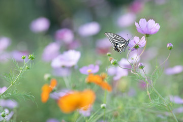 コスモスとアゲハ蝶