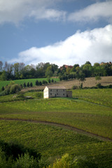 Obraz premium farm in the countryside,vineyard,field,green,landscape,rural,autumn,hill,view