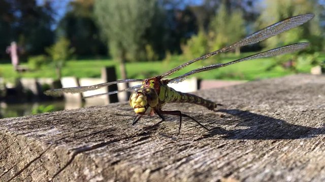 Libellule, insecte volante, nature