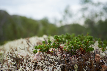 Green moss on a tree