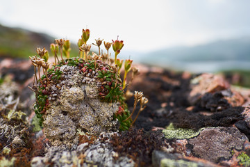 flowers on a rock
