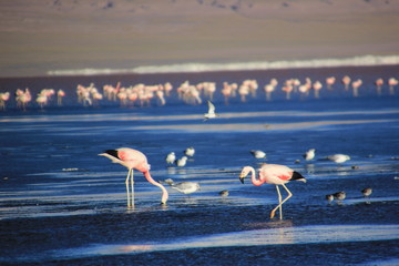 Bolovia Uyuni