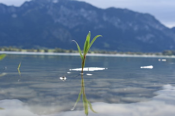 Wasserpflanze (water plant) am See in Bayern, Deutschland