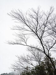 tree branches in fog