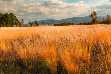 landscape with wheat field and blue sky, Beskid Niski - obrazy, fototapety, plakaty