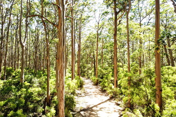 Naklejka premium Boranup Karri Forest, Australia