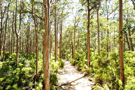 Fototapeta Boranup Karri Forest, Australia