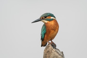 Beautiful nature scene with Common kingfisher (Alcedo atthis). Wildlife shot of Common kingfisher (Alcedo atthis) on the branch. Common kingfisher (Alcedo atthis) in the nature habitat.