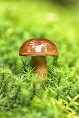 Detail on mushroom in the grass after rain