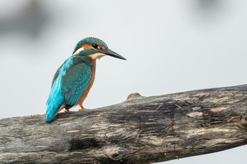 Beautiful nature scene with Common kingfisher (Alcedo atthis). Wildlife shot of Common kingfisher (Alcedo atthis) on the branch. Common kingfisher (Alcedo atthis) in the nature habitat.