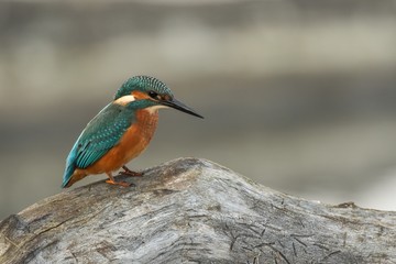 Beautiful nature scene with Common kingfisher (Alcedo atthis). Wildlife shot of Common kingfisher (Alcedo atthis) on the branch. Common kingfisher (Alcedo atthis) in the nature habitat.