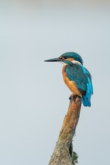 Beautiful nature scene with Common kingfisher (Alcedo atthis). Wildlife shot of Common kingfisher (Alcedo atthis) on the branch. Common kingfisher (Alcedo atthis) in the nature habitat.