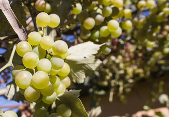 Clusters of ripe green grapes