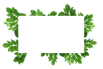 tree branch isolated