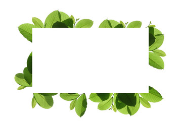 tree branch isolated