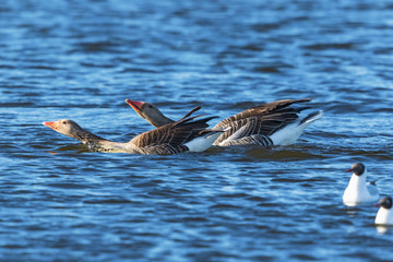 Greylag geese in mating ritual in the water